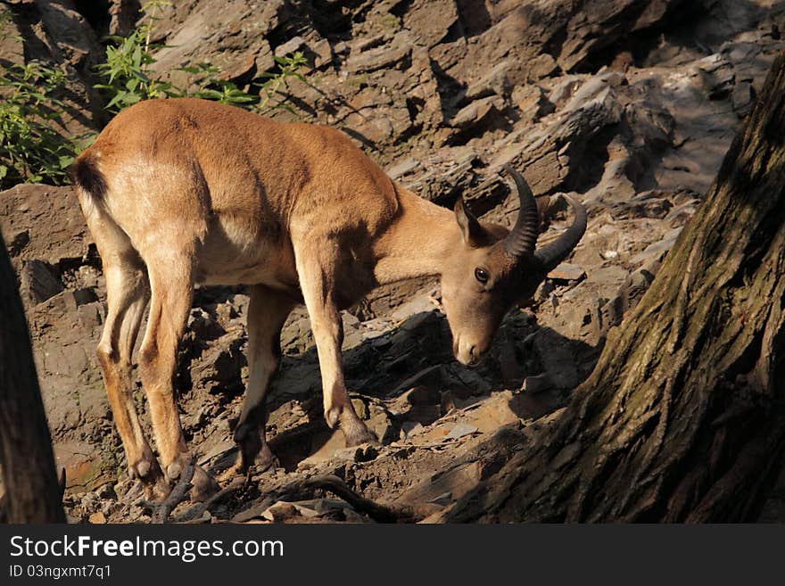 The juvenile west caucasian tur (Capra caucasica) in the rocks. The juvenile west caucasian tur (Capra caucasica) in the rocks.