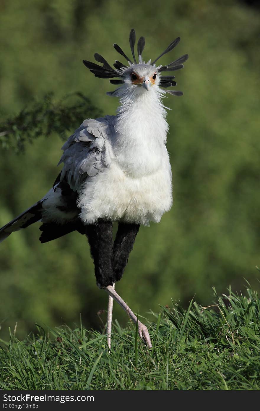 The secretary bird going on the grassland.