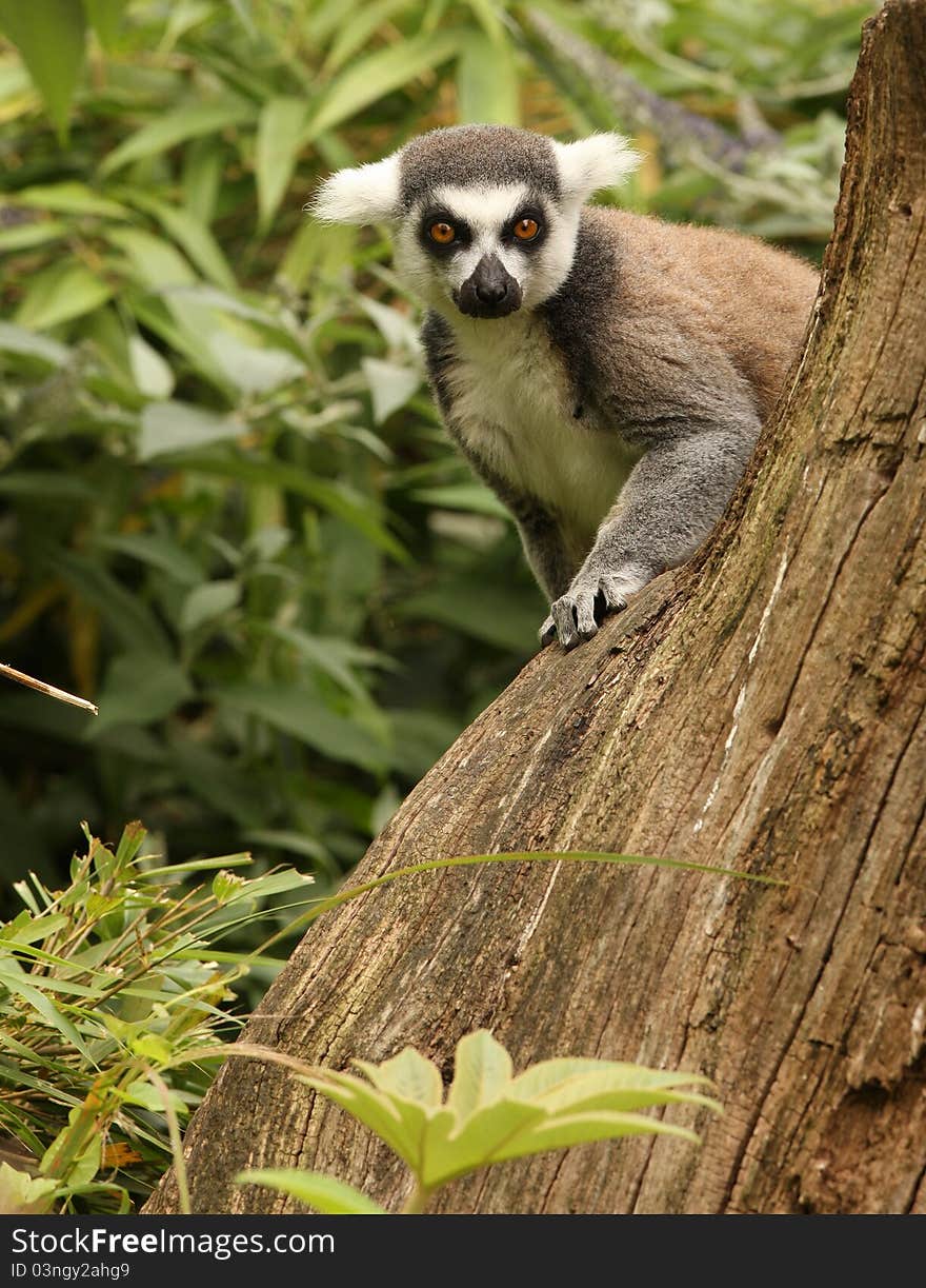 Ring Tailed Lemur