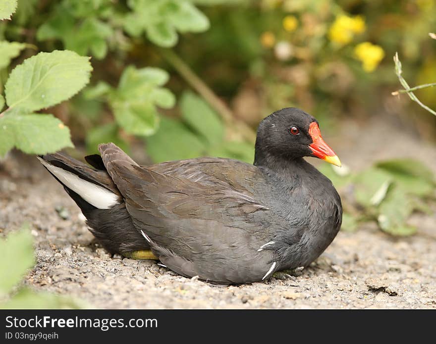 Portrait of a male Moorhen warming in the sun