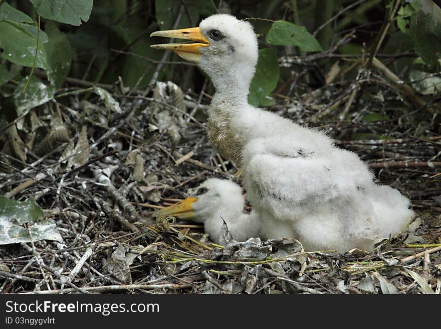 Black Stork Juveniles