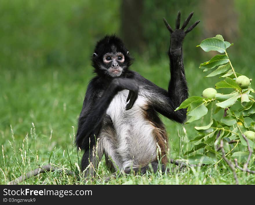 Black monkey in ZOO greeting. Black monkey in ZOO greeting