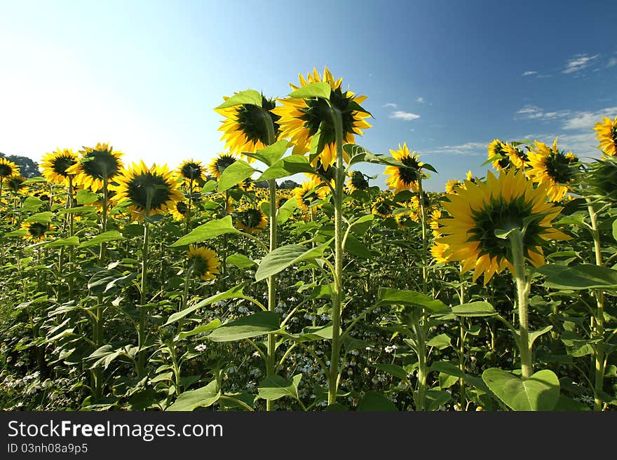 Landscape of field full of sunflowers