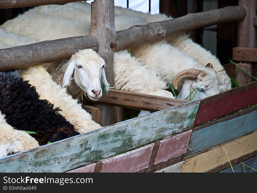 Sheep In Farm