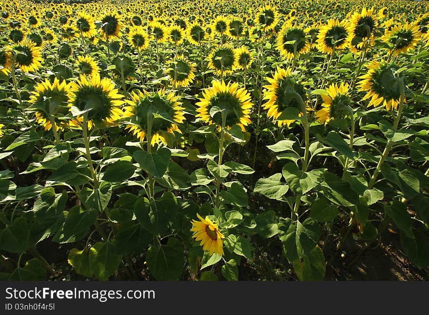 Many sunflowers on summer field. Many sunflowers on summer field