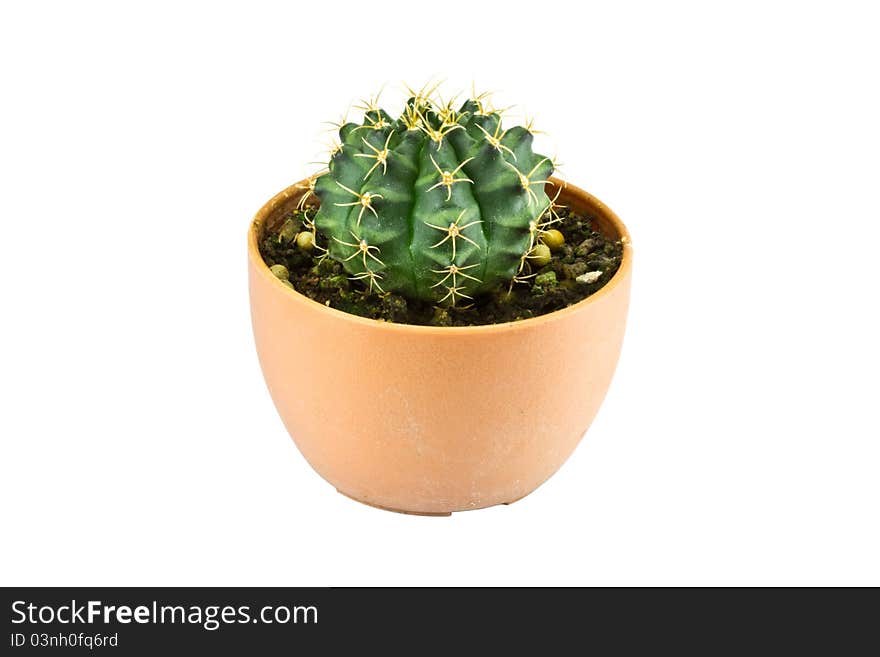 Cactus in a pot isolated on a white background.