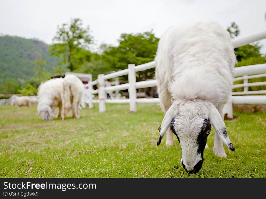 Sheep On The Farm.