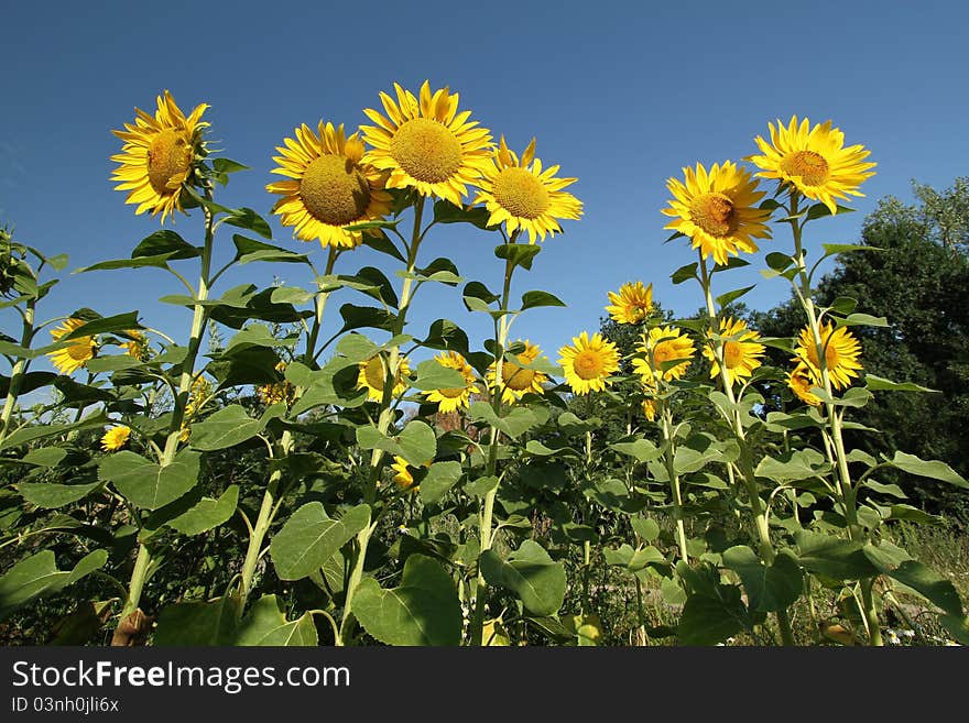 Nice yellow sunflowers on summer field