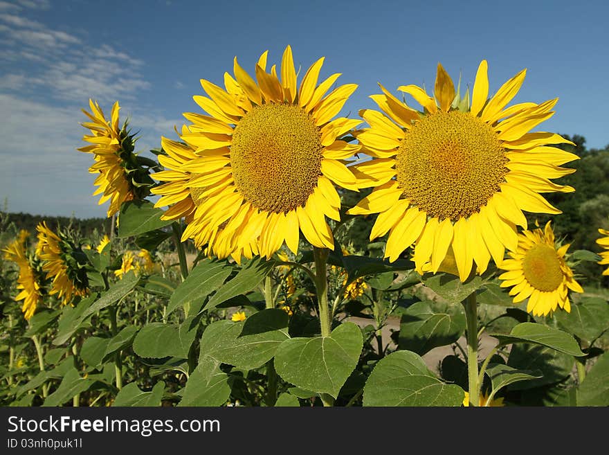 Sunflower