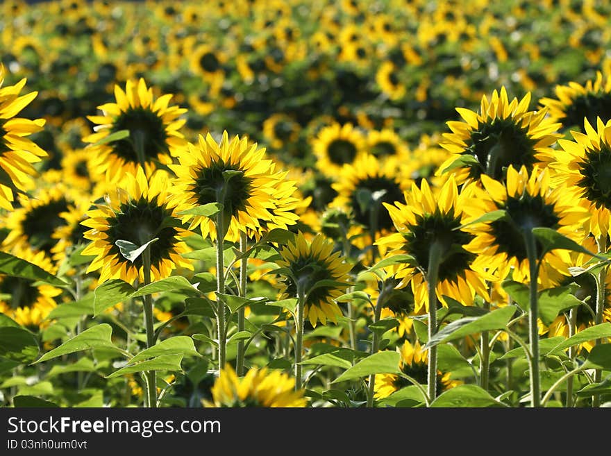 Sunflowers from behind