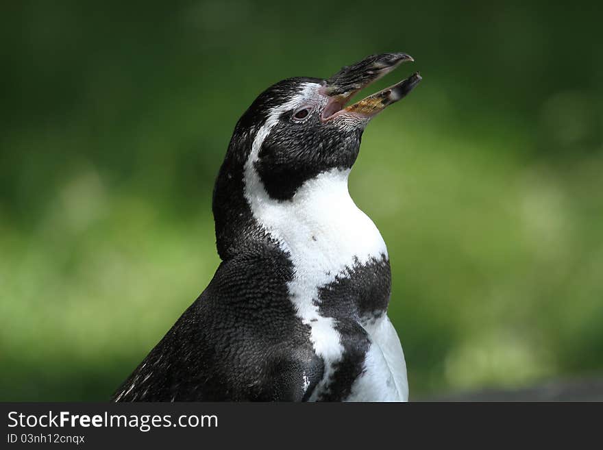 Penguin portrait