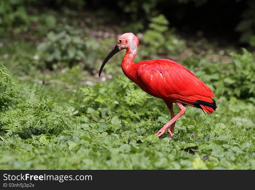 The scarlet ibis going in the grassland.