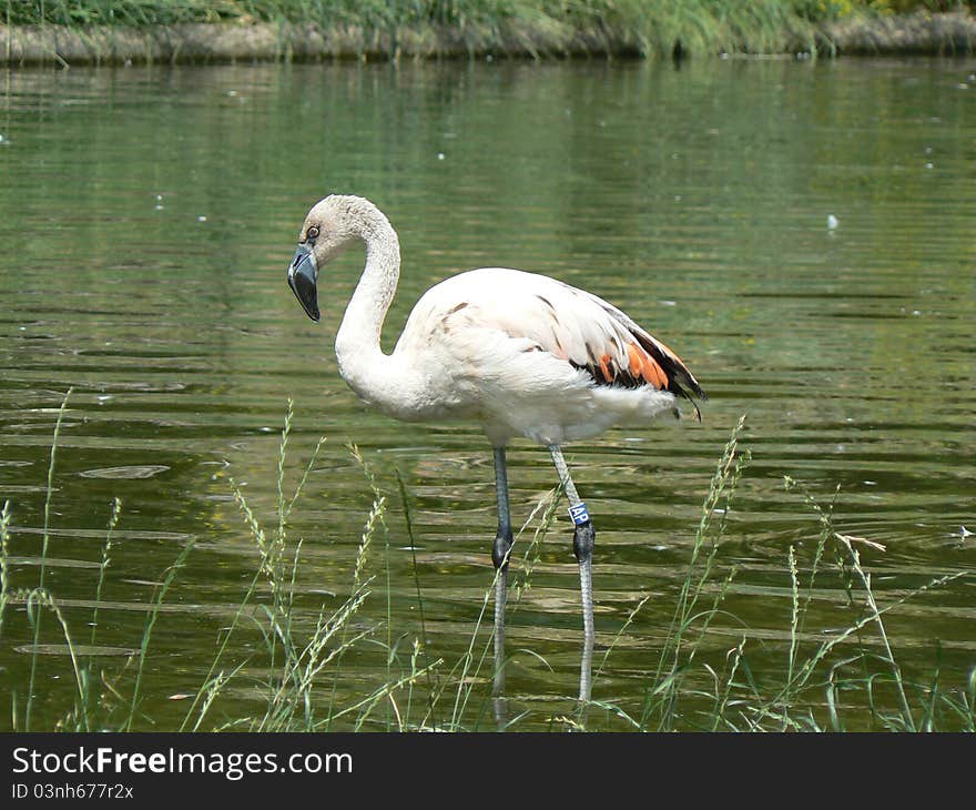 Chilean Flamingo