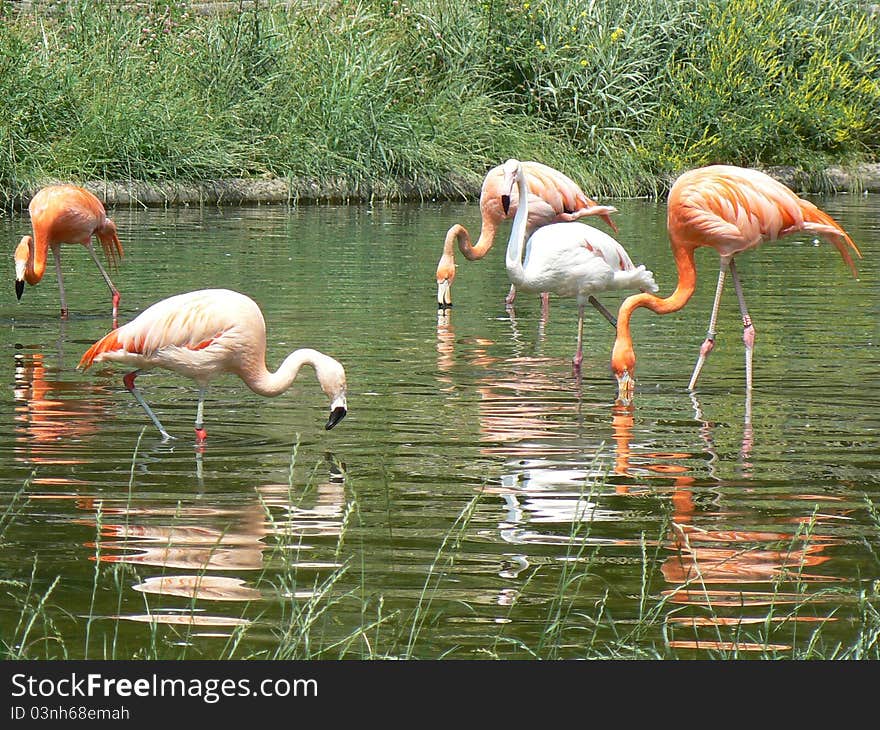 Flamingos