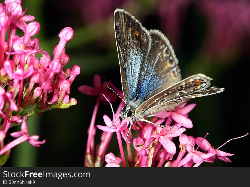 Butterfly on flowers