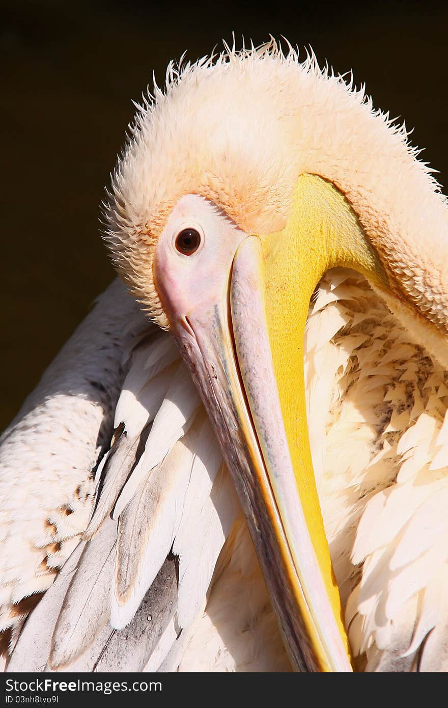 Photo of head of pelican