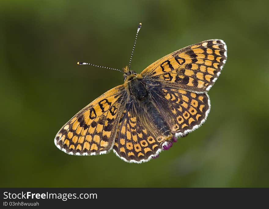 Beautiful colourful Melitaea butterfly on white background. Beautiful colourful Melitaea butterfly on white background