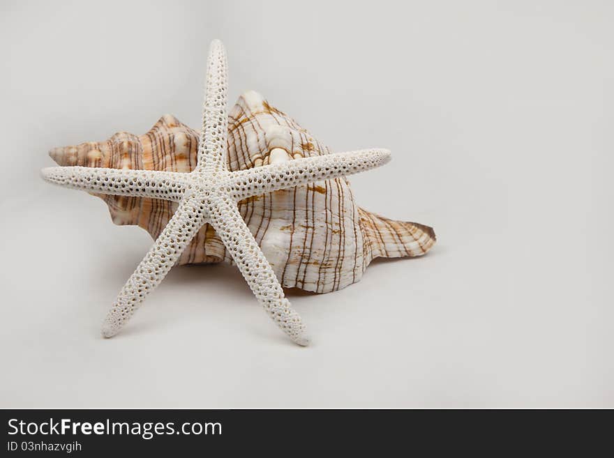 A white starfish and a conch shell. A white starfish and a conch shell.