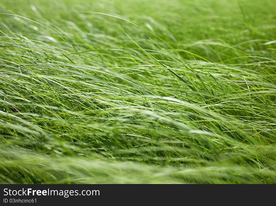 Green grass of the field