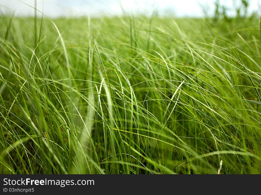 Green grass of the field