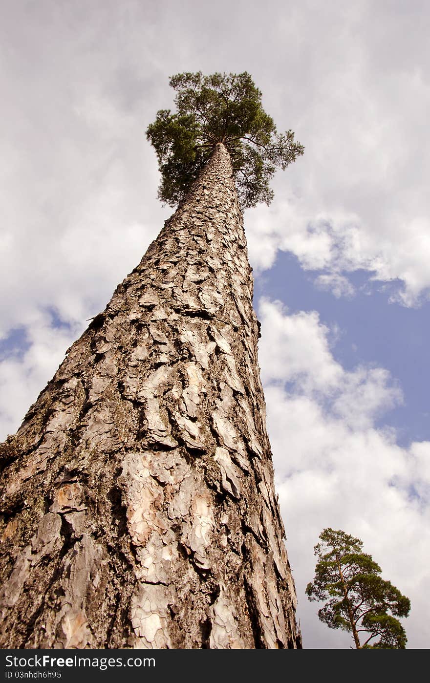 High an old pine in the forest