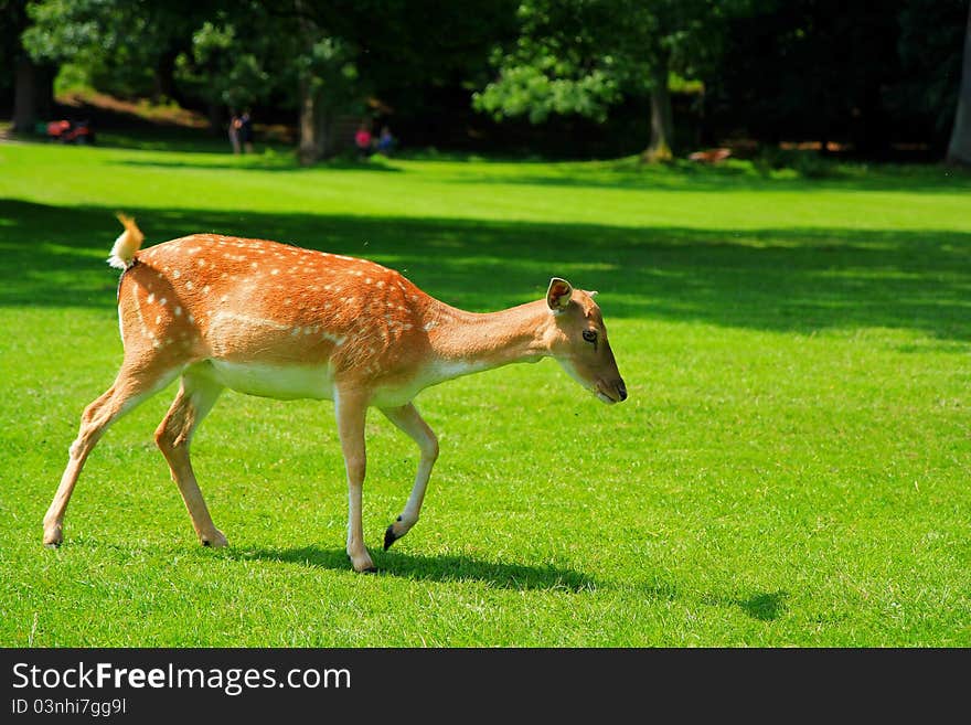 A female fallow deer standing in a meadow