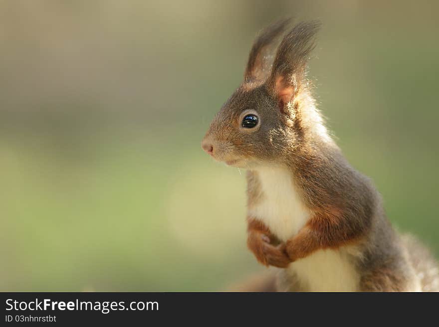 Squirrel sitting in the sun