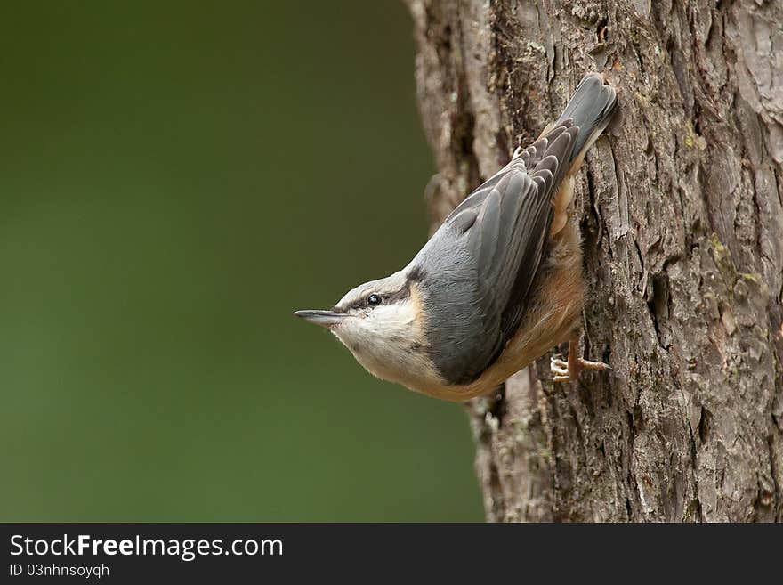 Nuthatch in a tree looking up