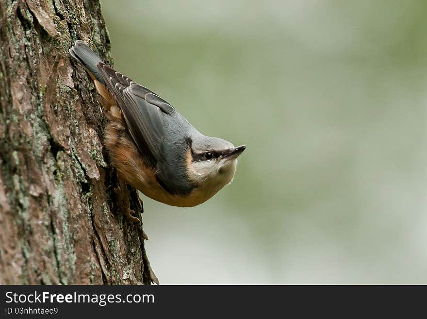 A nuthatch in a tree