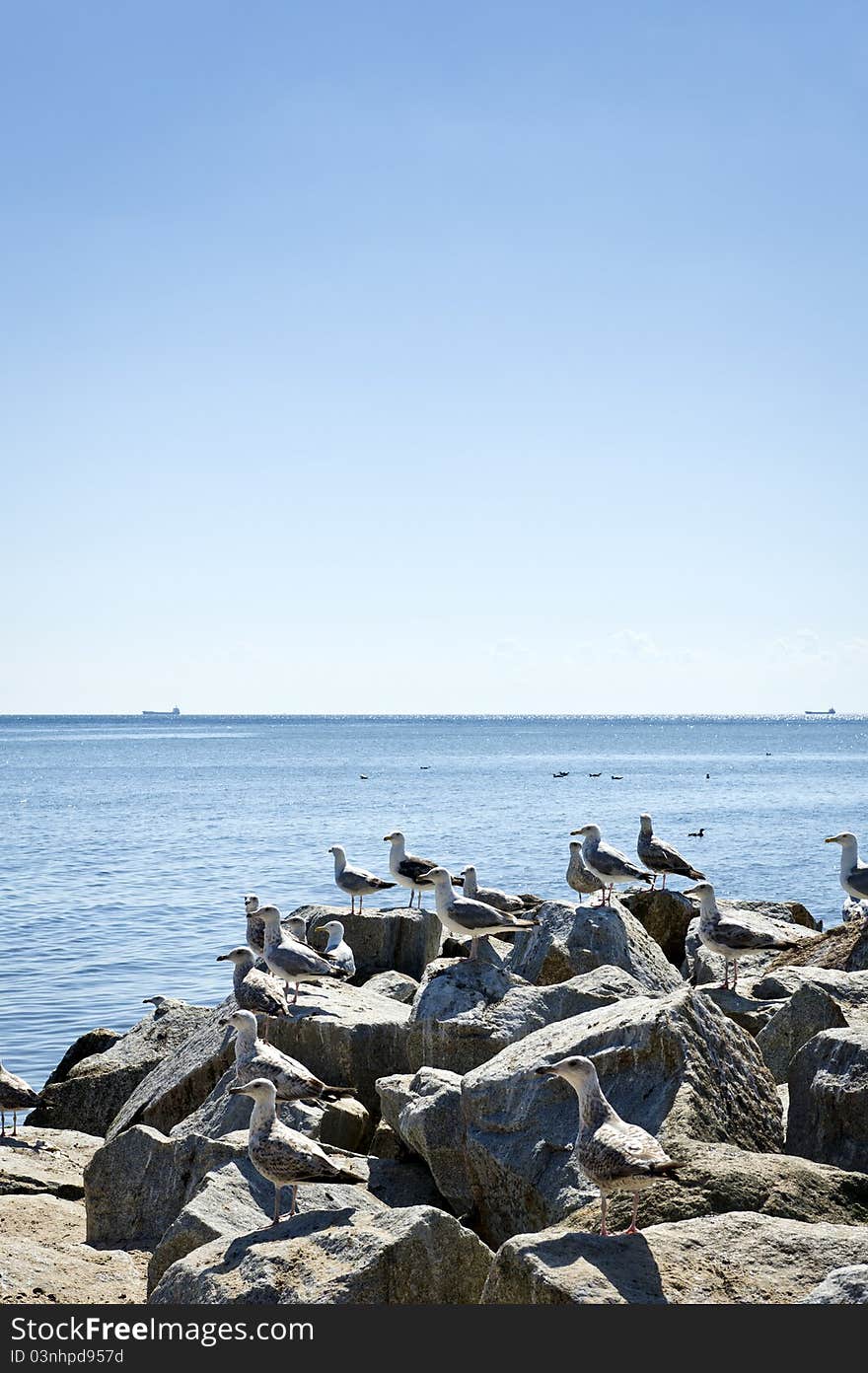 Seagull on the seaside rocks, Baltic sea, Poland. Seagull on the seaside rocks, Baltic sea, Poland