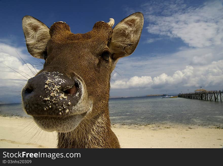 Deer at the beach