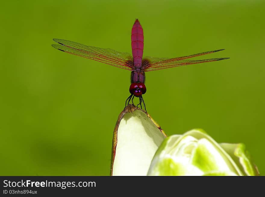 Dragonfly On The Blossom