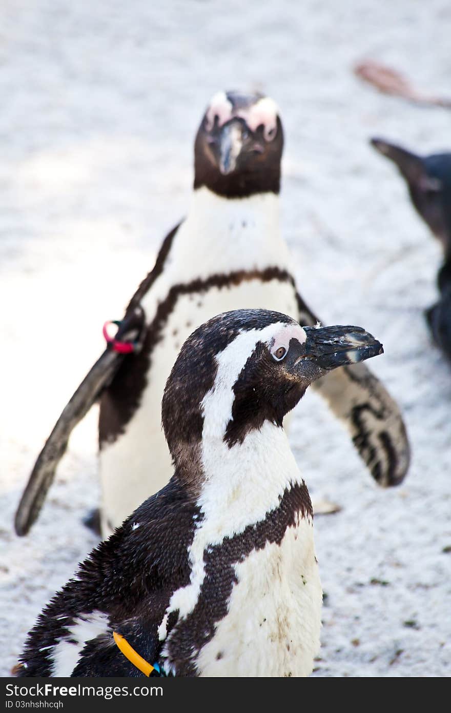 African Penguins are about 68cm in length, and weigh between 2.1 and 3.7kg. Spheniscus is a diminutive of the Greek word spen, meaning a wedge, which refers to their streamlined swimming shape, while demersus is a Latin word meaning plunging. African Penguins are about 68cm in length, and weigh between 2.1 and 3.7kg. Spheniscus is a diminutive of the Greek word spen, meaning a wedge, which refers to their streamlined swimming shape, while demersus is a Latin word meaning plunging.