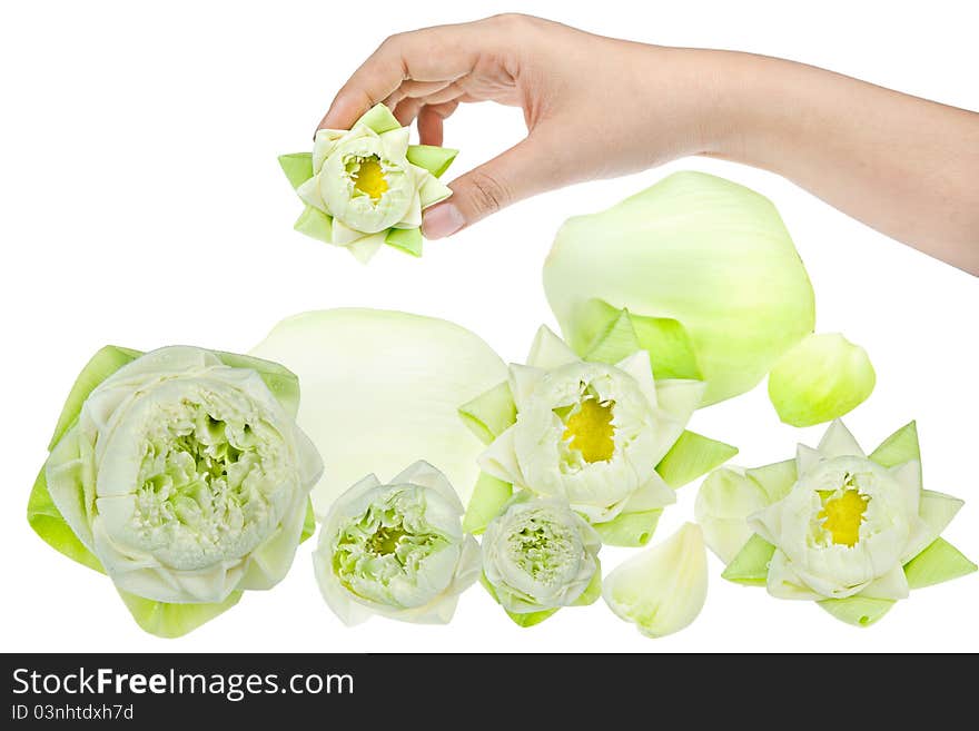 Hand holding white small lotus. Hand holding white small lotus