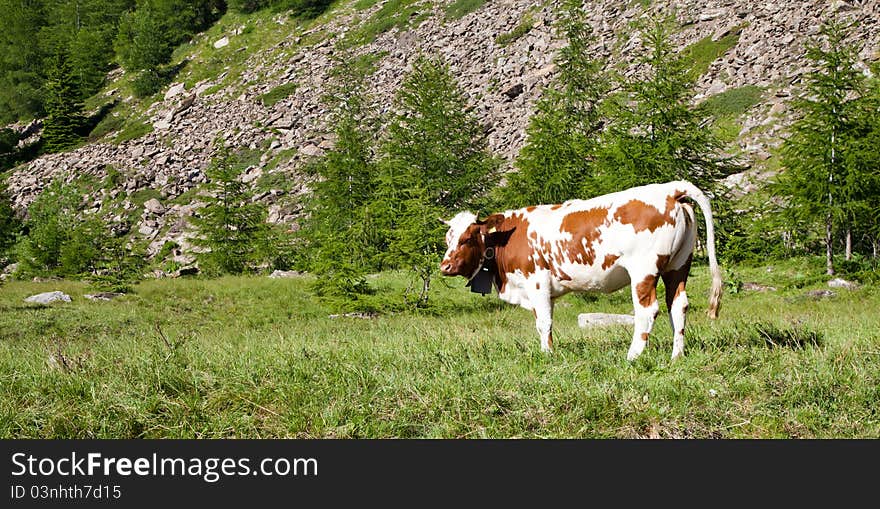 Italian cows during a sunny day close to Susa, Piedmont, Italian Alps. Italian cows during a sunny day close to Susa, Piedmont, Italian Alps