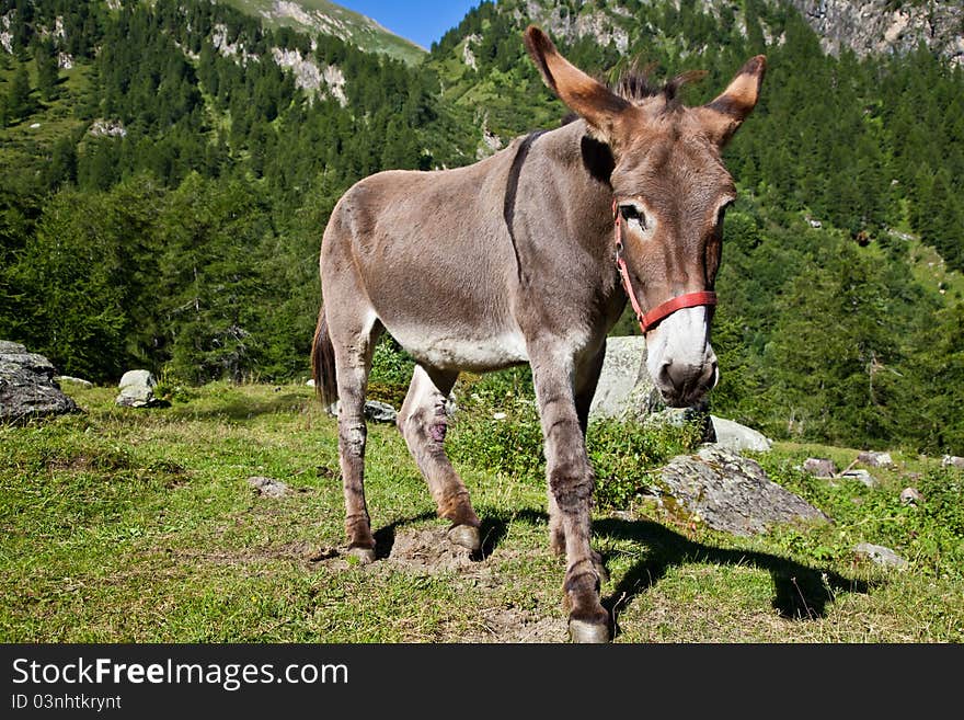 Donkey on Italian Alps