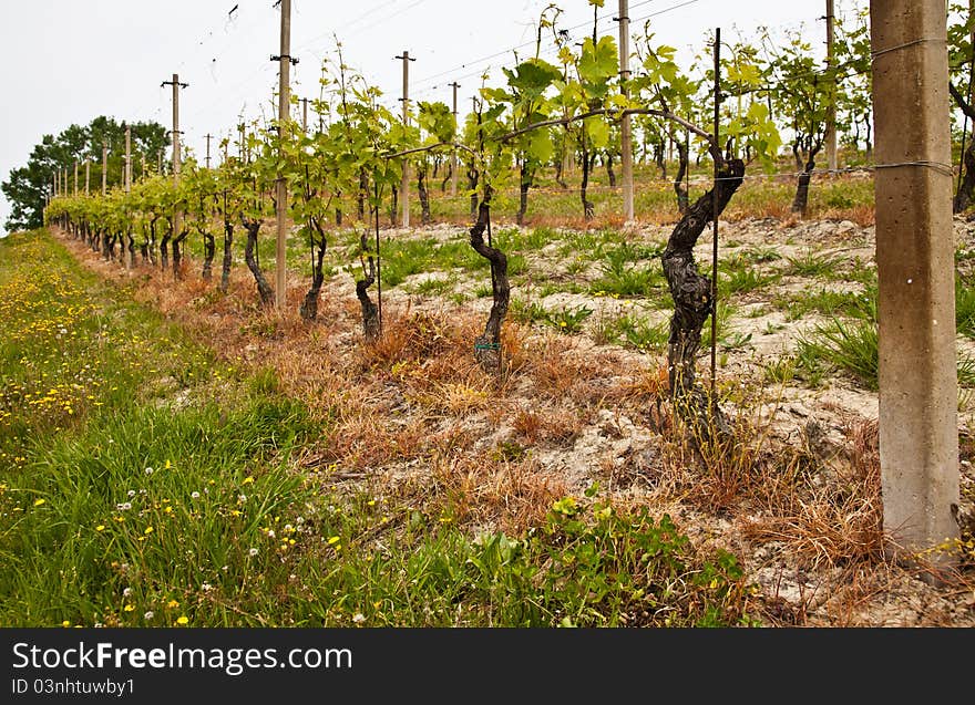 Barbera vineyard during spring season, Monferrato area, Piedmont region, Italy. Barbera vineyard during spring season, Monferrato area, Piedmont region, Italy