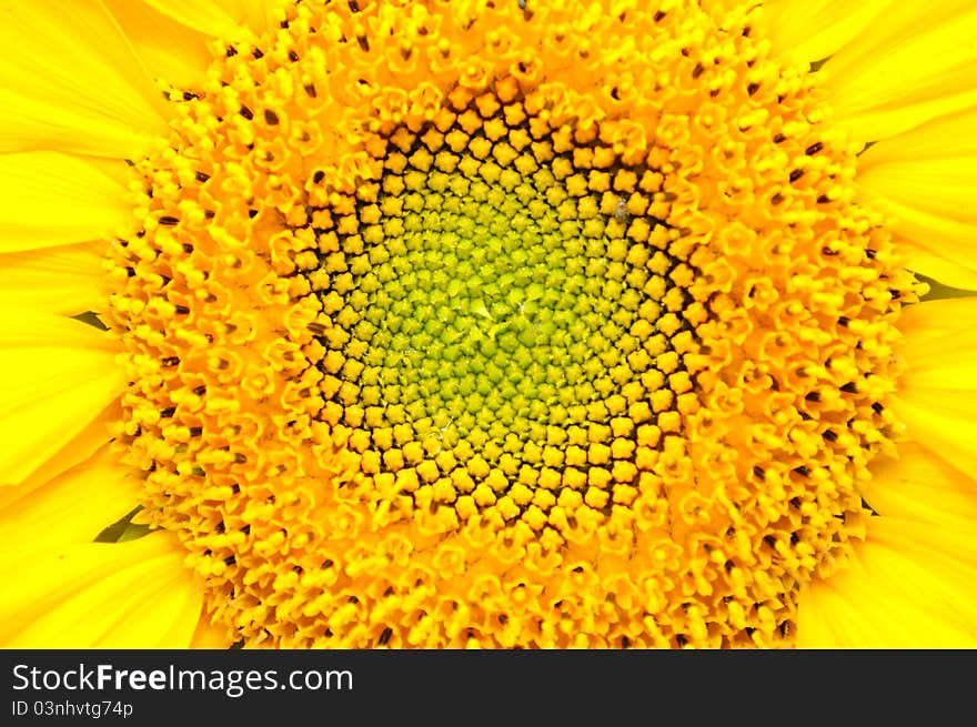 A close-up of a beautiful bright yellow sunflower. A close-up of a beautiful bright yellow sunflower