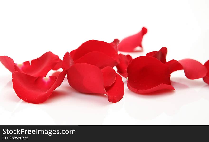 Petals of roses on a white background