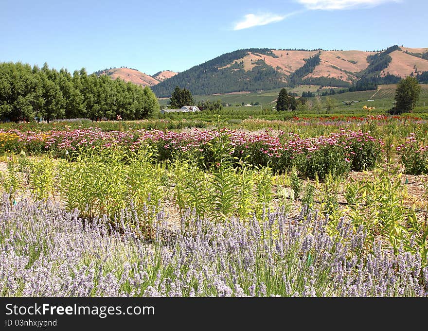 Hood River Oregon garden and hills.