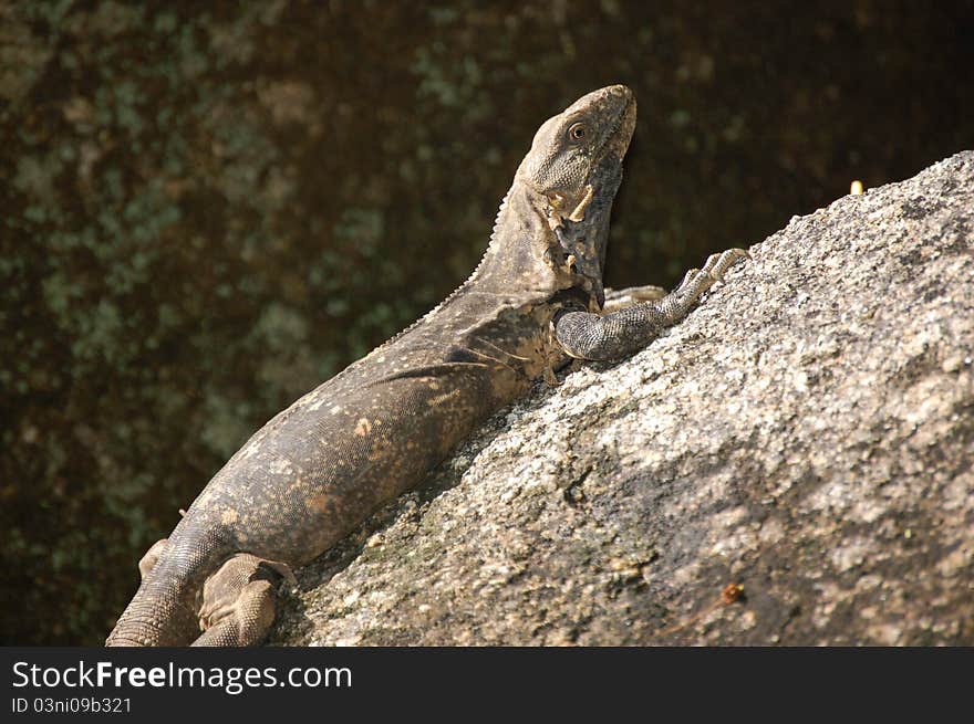 Iguana