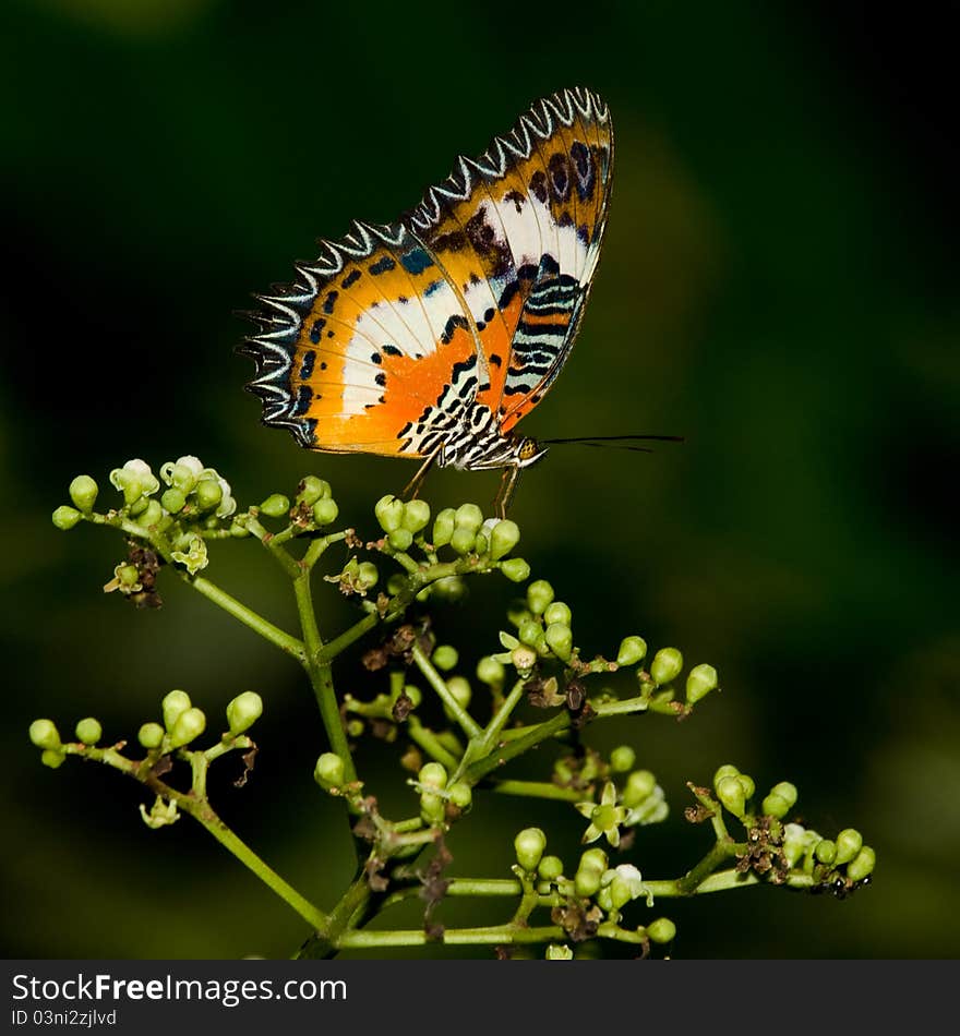 Leopard Lacewing Butterfly