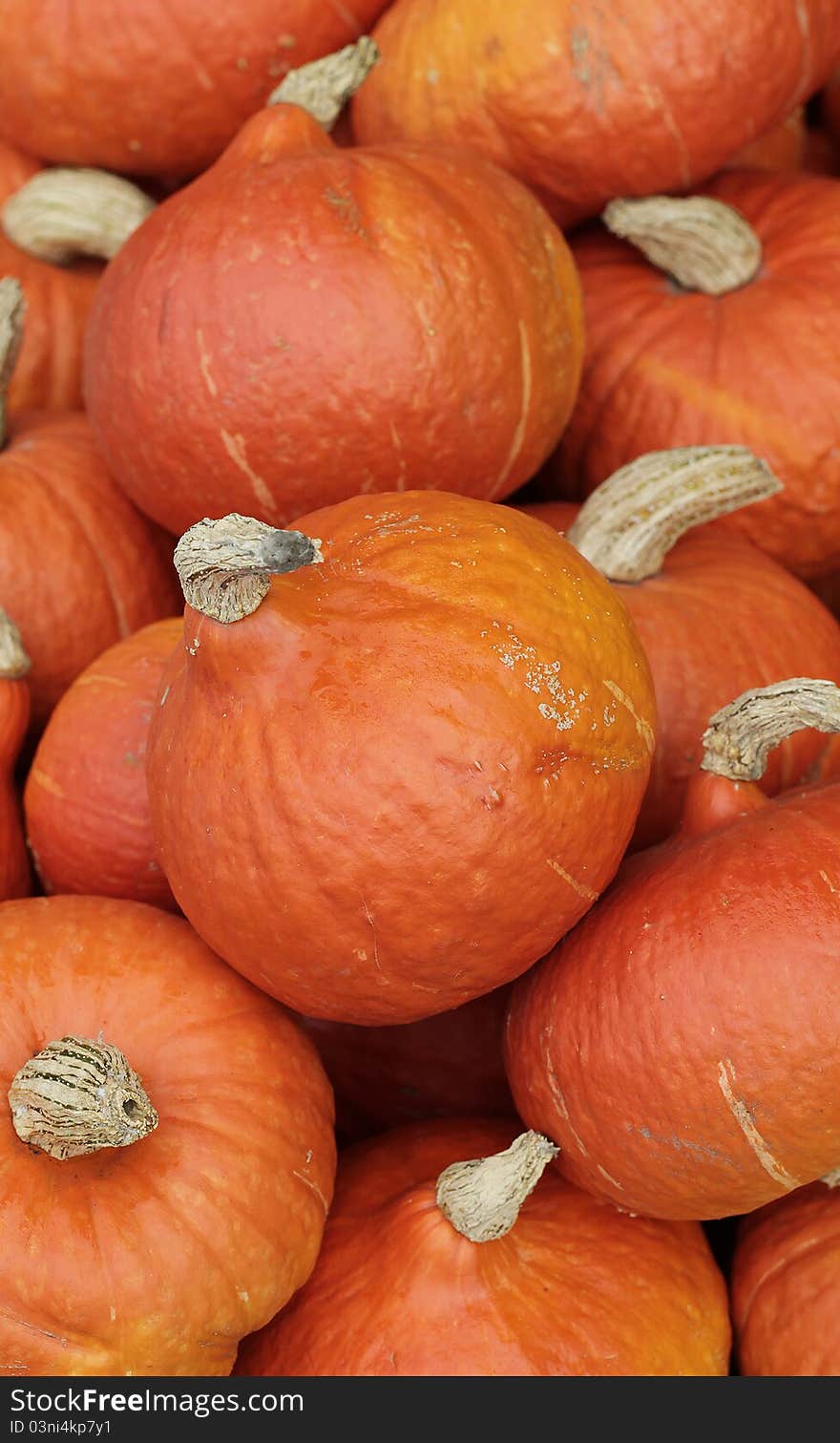 Hokkaido Pumpkins at the market