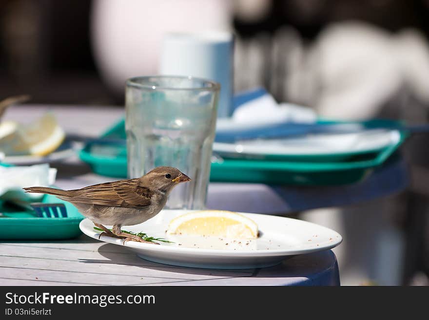 Sparrow having a feast over left overs at a cafe table.Focus on sparrow. Sparrow having a feast over left overs at a cafe table.Focus on sparrow.