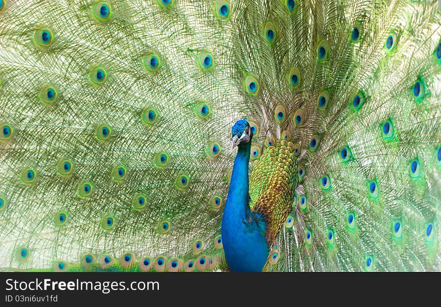 Impressive peacock, zoo in hotel, Turkey