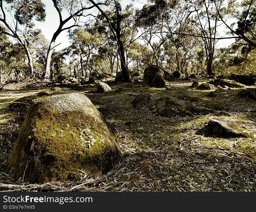 Old forest with ray of light