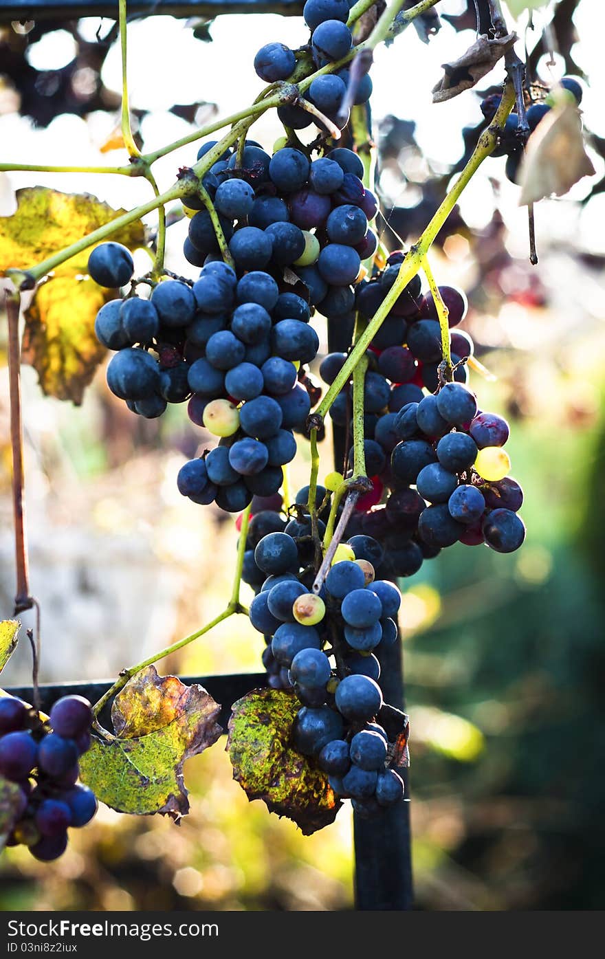 Grape in sunshine with leaves. Grape in sunshine with leaves