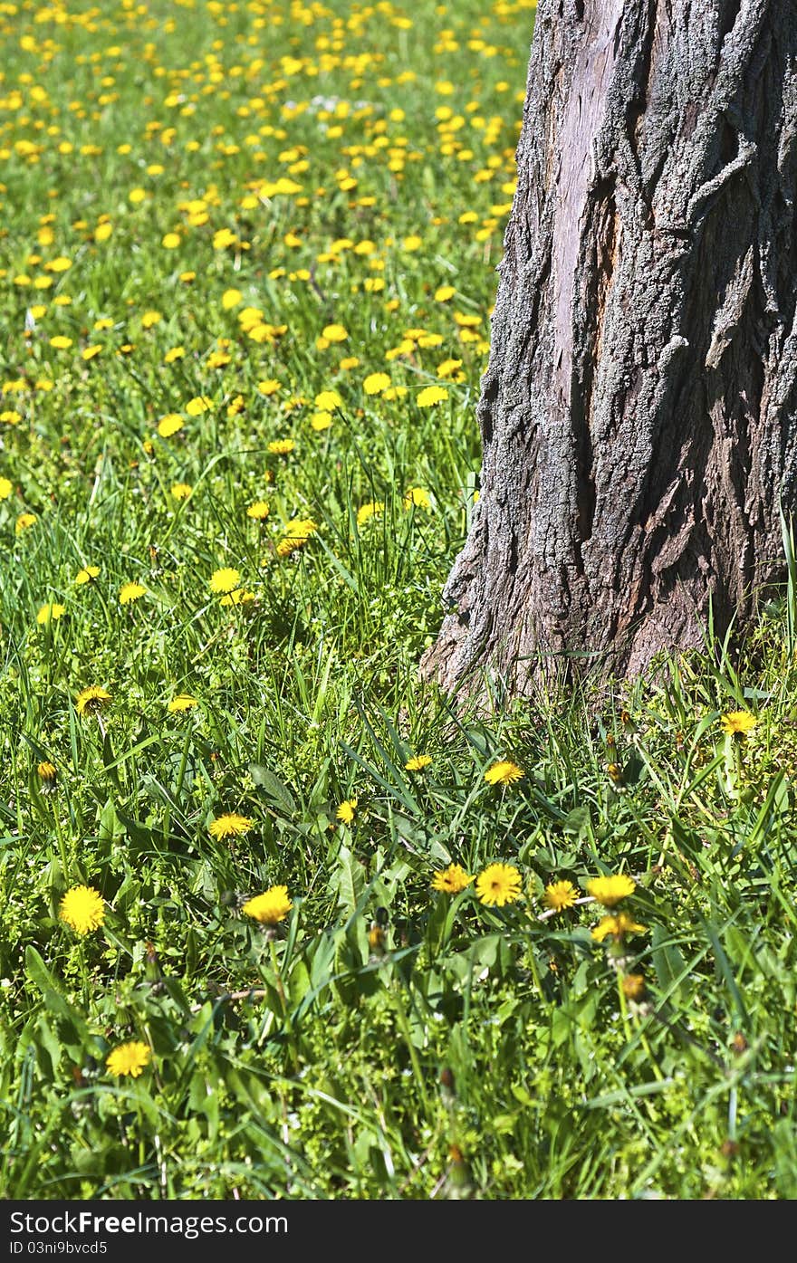 Yellow Flowers Blooming