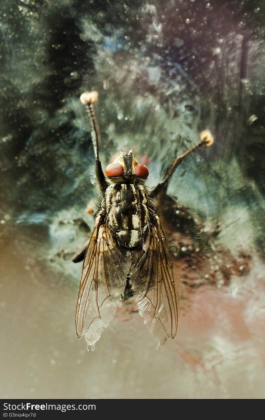 Nasty fly on abandoned background