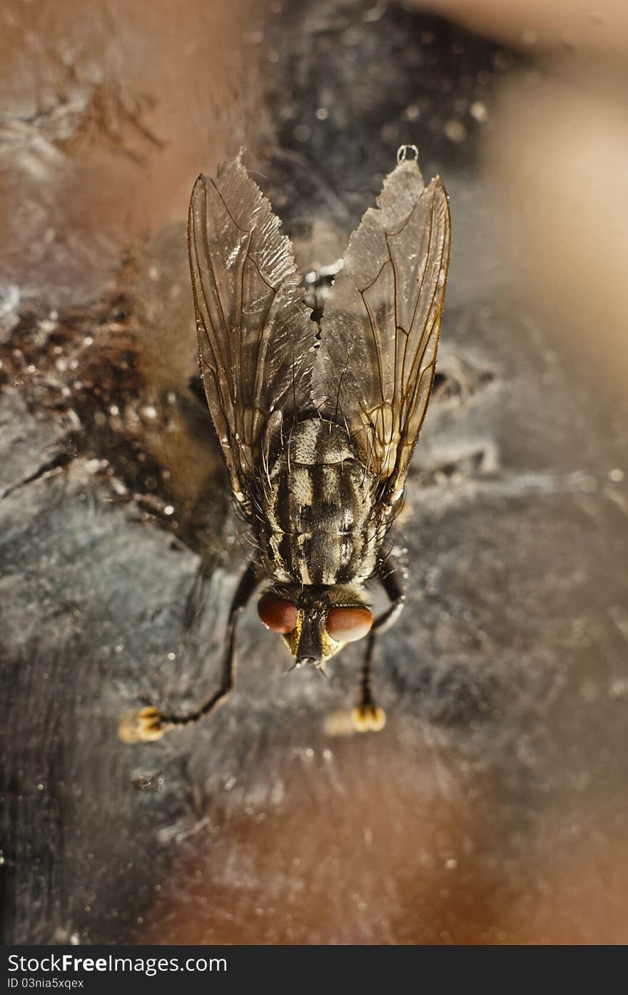 Nasty fly on abandoned background